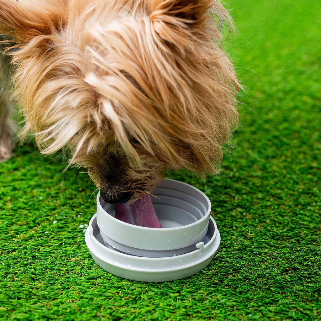 Trela Retrátil 6 em 1 para Cães — ScoopyGo™